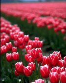 Toxic tulips? Click here to read more